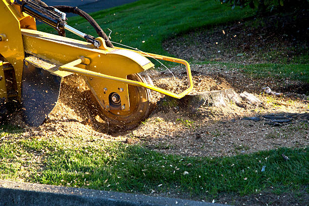 Best Tree and Shrub Care  in Cedar Springs, MI